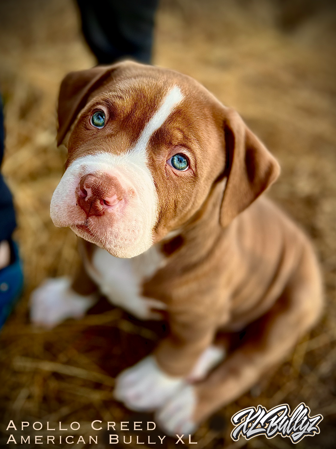 American Bully XL Puppy Apollo 