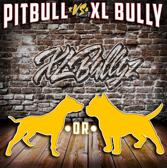 Why Purchase an American Bully XL Instead of a Pitbull XL