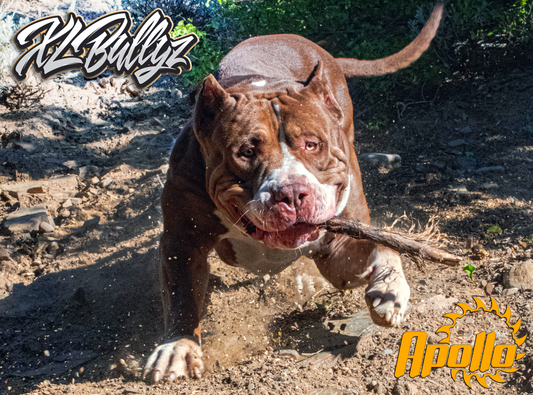 American Bully Stud