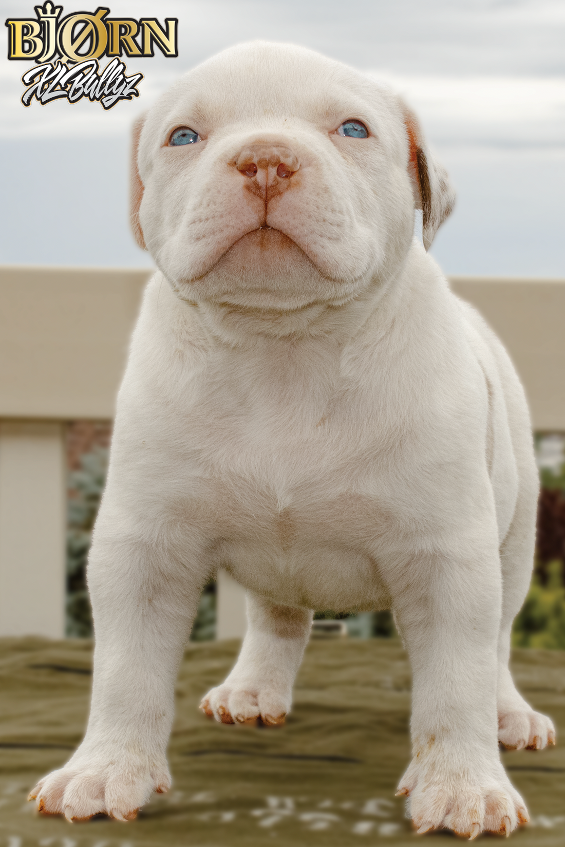 American Bully Puppy for sale