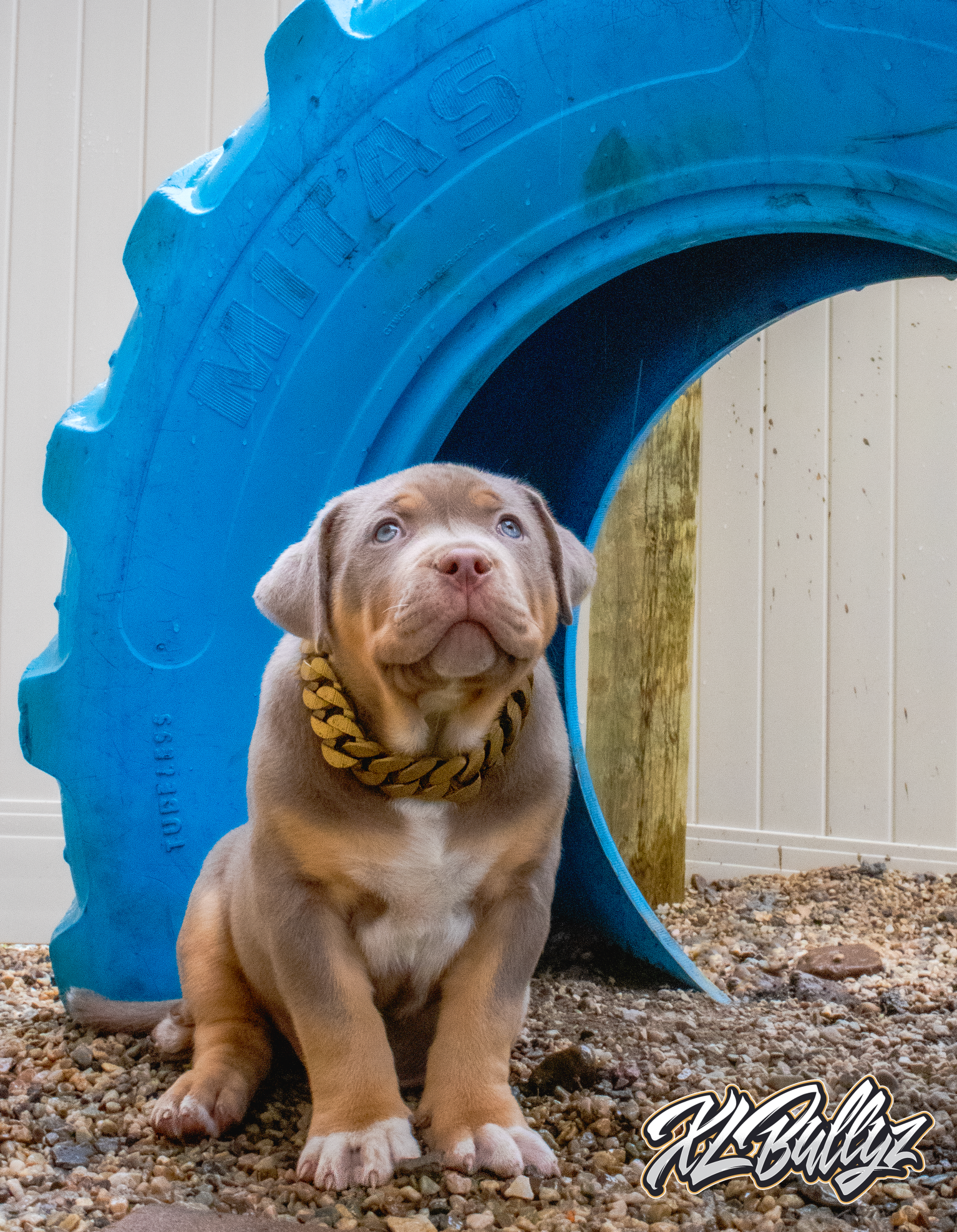 American Bully Puppy for Sale